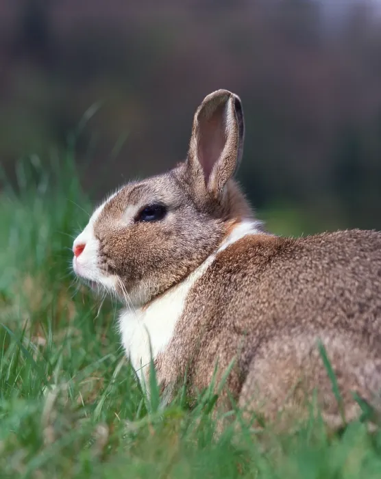 Framed Print : Dwarf Rabbit Print, Dwarf Rabbit Image