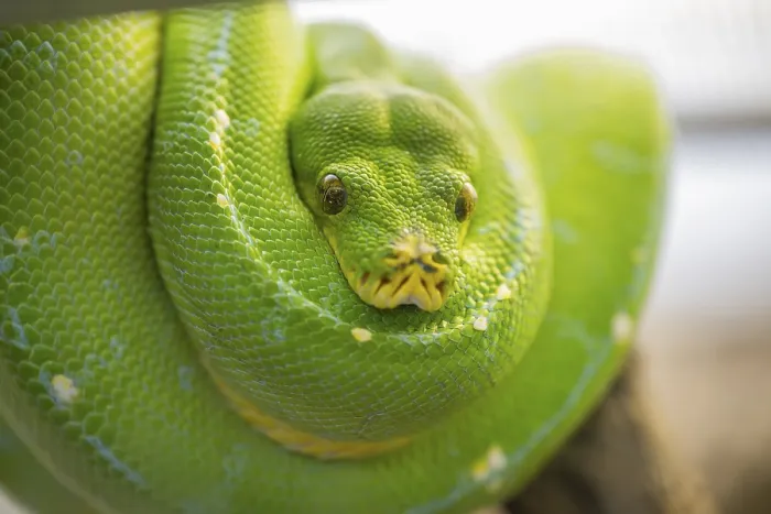 Framed Print : Green Tree Python Print