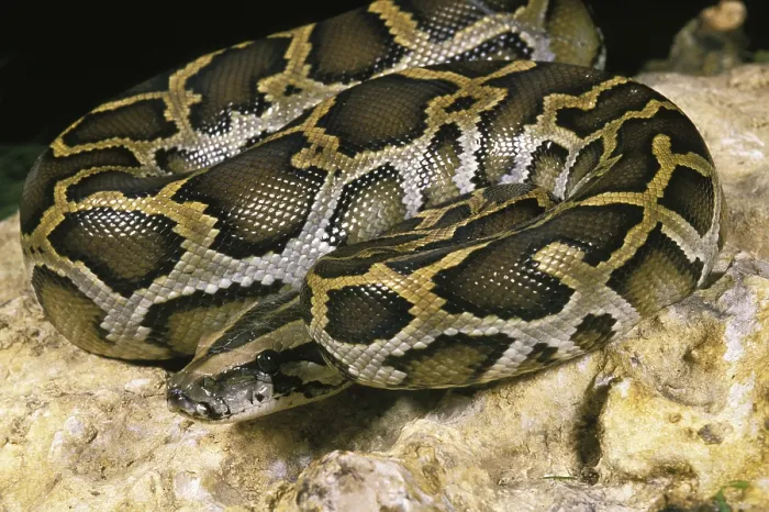Framed Print : Indian Python Print - Adult on Rock Framed Print : Indian Python Print - Adult on Rock