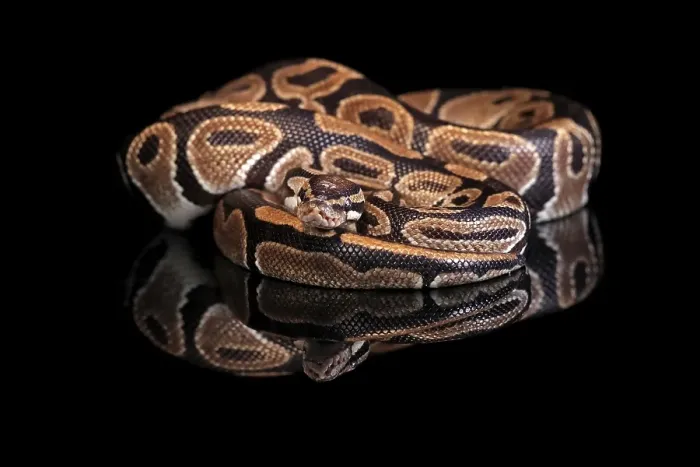 Framed Print : King Python Print - Adult Resting Framed Print : King Python Print - Adult Resting