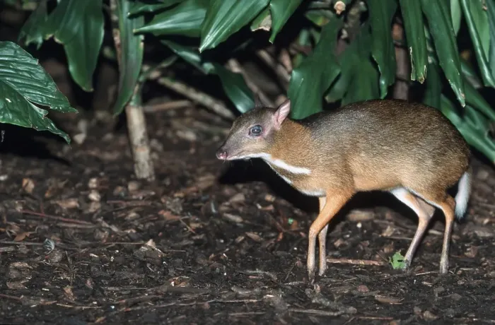 Framed Print : Lesser Malay Java Mouse Deer Print