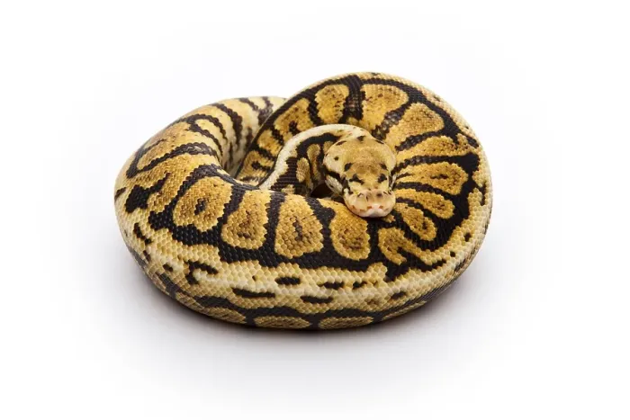 Framed Print : Powerball Ball Python Print