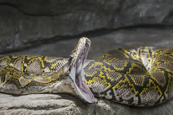 Framed Print : Reticulated Python Print - Wide Open Mouth Framed Print : Reticulated Python Print - Wide Open Mouth