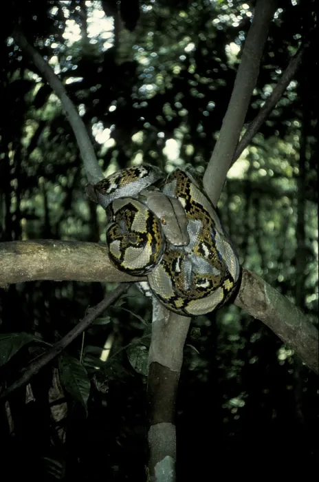 Framed Print : Reticulated Python Print (Python reticulatus) Framed Print : Reticulated Python Print (Python reticulatus)