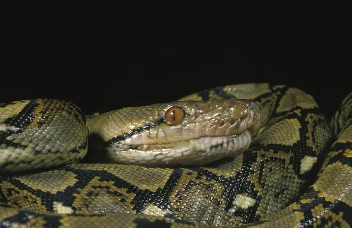 Framed Print : Reticulated Python Print, python reticulatus