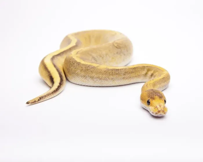 Framed Print : Champagne Calico Royal Python Print Framed Print : Champagne Calico Royal Python Print