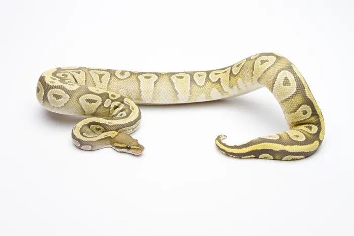 Framed Print : Royal Python Print - Hypo Mojave Female Framed Print : Royal Python Print - Hypo Mojave Female