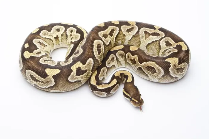 Framed Print : Royal Python Print, Female Mojave Razor Framed Print : Royal Python Print, Female Mojave Razor