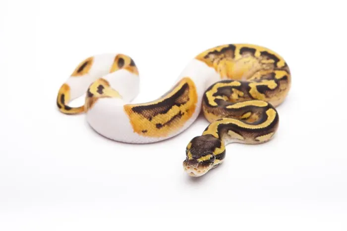 Framed Print : Pastel Piebald Royal Python Print Framed Print : Pastel Piebald Royal Python Print
