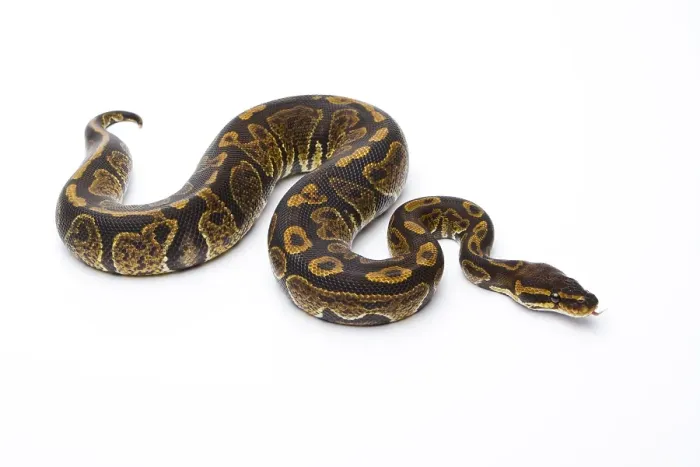 Framed Print : Super Granite Royal Python Print Framed Print : Super Granite Royal Python Print