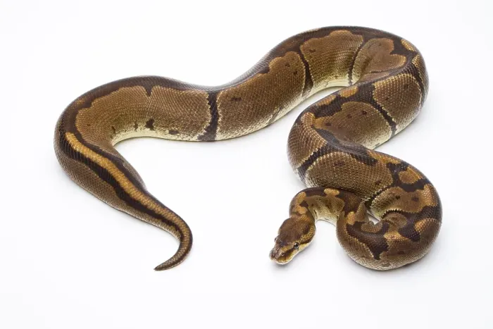 Framed Print : Super Venom Royal Python Print Framed Print : Super Venom Royal Python Print