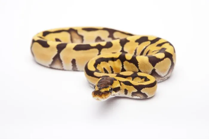 Framed Print : Royal Python Print, Female Tiger Pattern