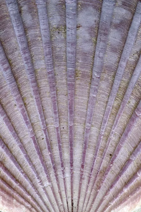 Framed Print : Detail of the surface of a seashell Print Framed Print : Detail of the surface of a seashell Print