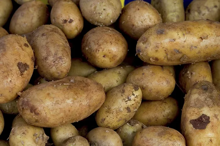 Framed Print : Potatoes Print by imageBROKER Framed Print : Potatoes Print by imageBROKER