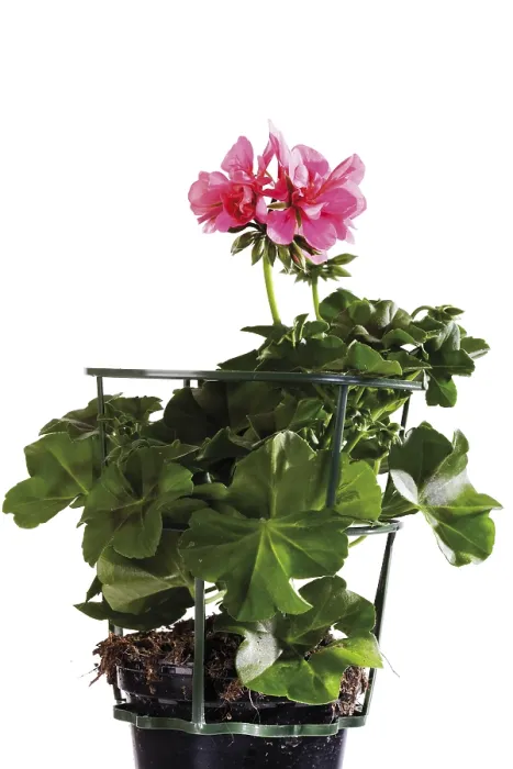 Framed Print : Potted Geranium Print