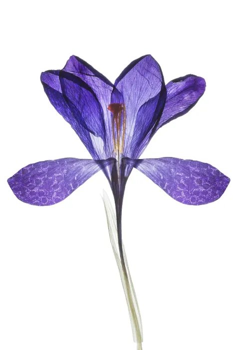 Framed Print : Pressed Spring Crocus (Crocus vernus) Print, Germany Framed Print : Pressed Spring Crocus (Crocus vernus) Print, Germany