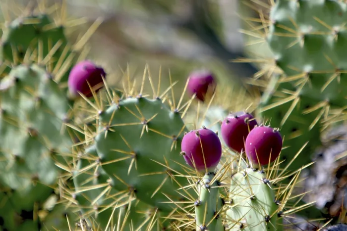 Framed Print : Prickly Pear Cactus Print Framed Print : Prickly Pear Cactus Print