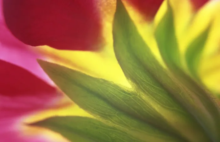 Framed Print : Primrose Print by ImageBROKER Framed Print : Primrose Print by ImageBROKER