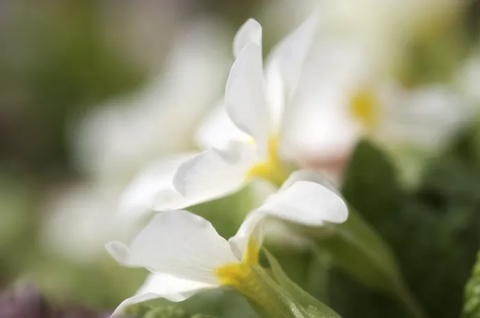 Framed Print : Primrose Primula Print - ImageBROKER Framed Print : Primrose Primula Print - ImageBROKER