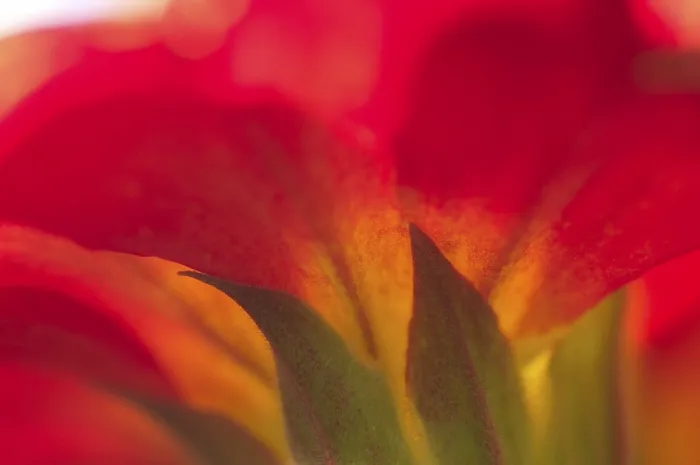 Framed Print : Primula Primrose Print - ImageBROKER Framed Print : Primula Primrose Print - ImageBROKER