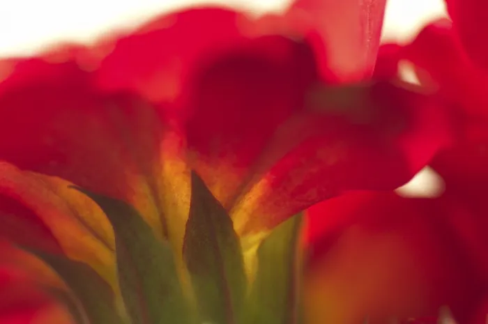 Framed Print : Primrose Primula Print Framed Print : Primrose Primula Print