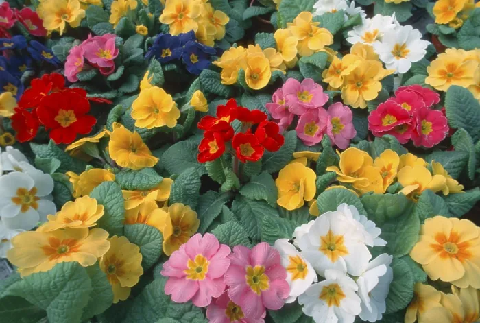 Framed Print : Primroses Print from Nature - Primula spec Framed Print : Primroses Print from Nature - Primula spec