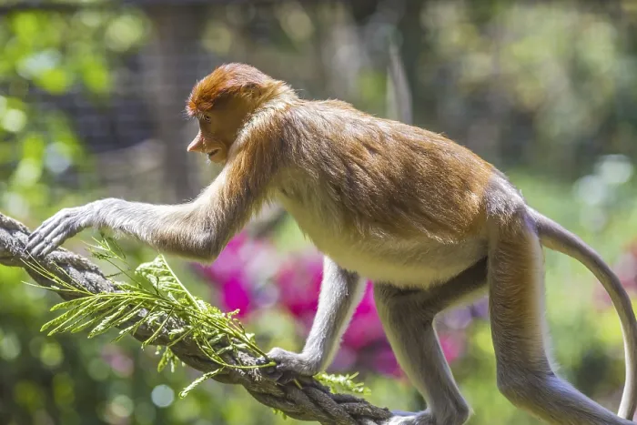 Framed Print : Proboscis Monkey Zoo Print Framed Print : Proboscis Monkey Zoo Print