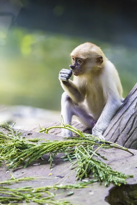 Framed Print : Proboscis Monkey Zoo Print Framed Print : Proboscis Monkey Zoo Print