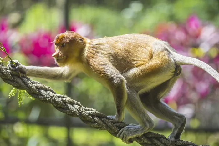 Framed Print : Proboscis monkey zoo print Framed Print : Proboscis monkey zoo print