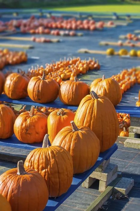Framed Print : Print of Pumpkin from imageBROKER Framed Print : Print of Pumpkin from imageBROKER