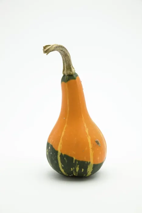 Framed Print : Pumpkin Print (Cucurbita) Framed Print : Pumpkin Print (Cucurbita)