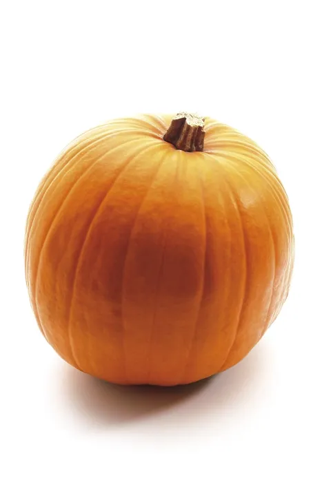 Framed Print : Pumpkin Print from Cucurbita Species Framed Print : Pumpkin Print from Cucurbita Species