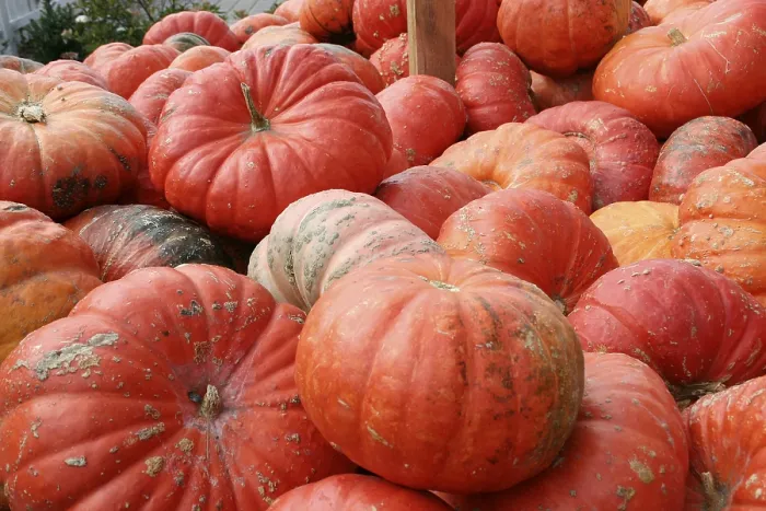 Framed Print : Pumpkin Print, Cucurbita Maxima Framed Print : Pumpkin Print, Cucurbita Maxima