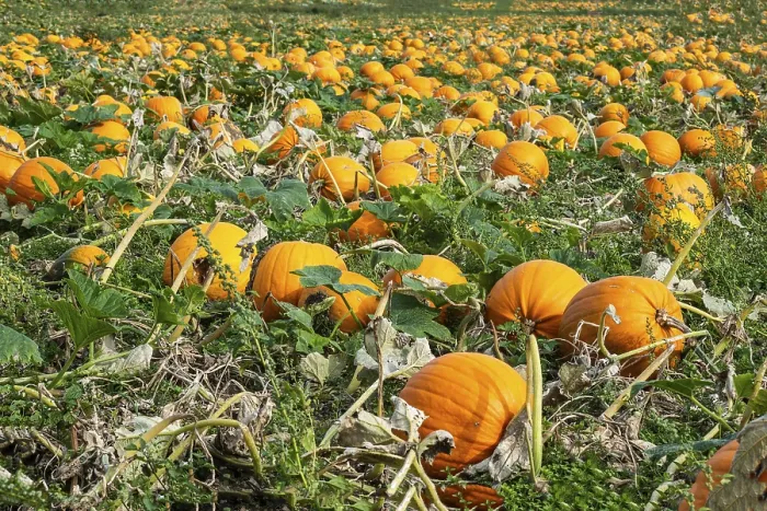 Framed Print : Pumpkin Field Print, Löderup, Sweden Framed Print : Pumpkin Field Print, Löderup, Sweden