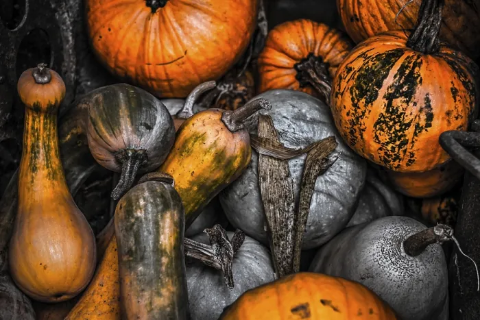 Framed Print : Pumpkins Print by imageBROKER Framed Print : Pumpkins Print by imageBROKER