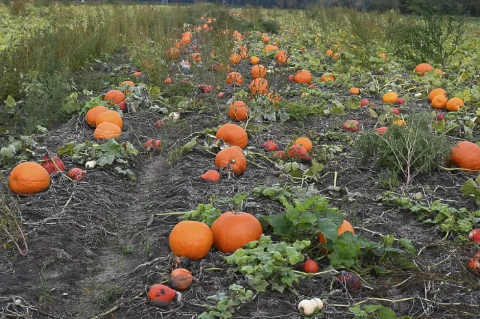 Framed Print : Pumpkins in a Field Print Framed Print : Pumpkins in a Field Print