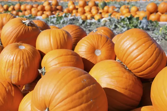 Framed Print : Pumpkins in a Pumpkin Patch Print Framed Print : Pumpkins in a Pumpkin Patch Print
