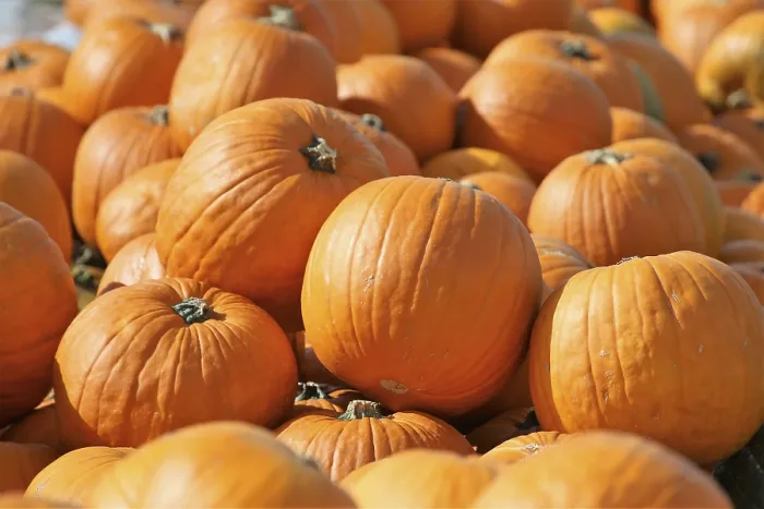 Framed Print : Pumpkins in a Pumpkin Patch Print Framed Print : Pumpkins in a Pumpkin Patch Print