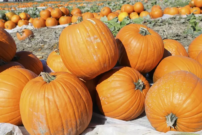 Framed Print : Pumpkins in a Pumpkin Patch Print Framed Print : Pumpkins in a Pumpkin Patch Print