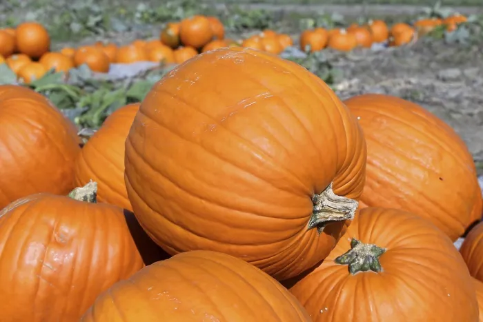 Framed Print : Pumpkins in a Pumpkin Patch Print Framed Print : Pumpkins in a Pumpkin Patch Print
