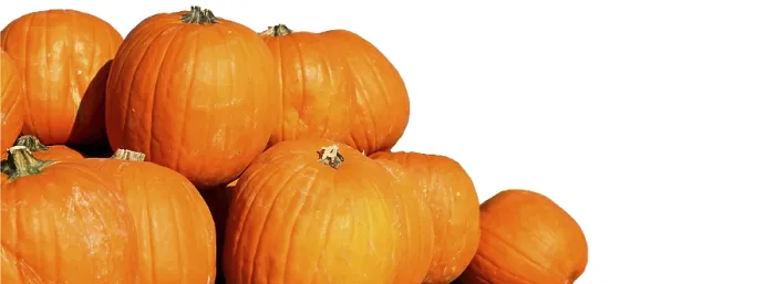 Framed Print : Pumpkins Print - Image by imageBROKER Framed Print : Pumpkins Print - Image by imageBROKER