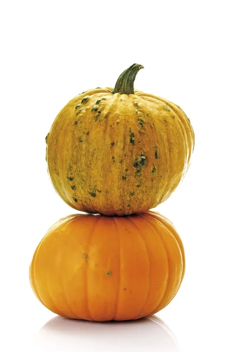 Framed Print : Pumpkins, Squashes and Marrows Print Framed Print : Pumpkins, Squashes and Marrows Print