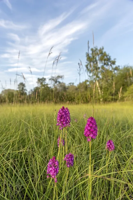 Framed Print : Pyramidal Orchid Print - Spring Meadow Scene Framed Print : Pyramidal Orchid Print - Spring Meadow Scene