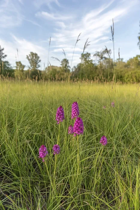 Framed Print : Pyramidal orchid print in Alsatian meadow, spring Framed Print : Pyramidal orchid print in Alsatian meadow, spring