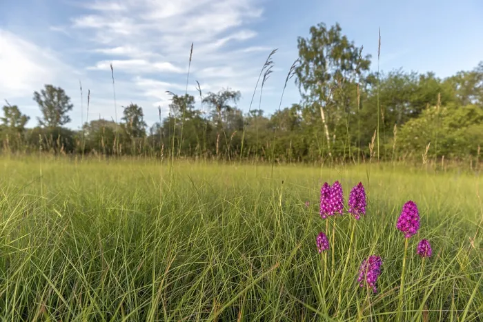 Framed Print : Pyramidal Orchid Print, Spring Meadow Scene Framed Print : Pyramidal Orchid Print, Spring Meadow Scene