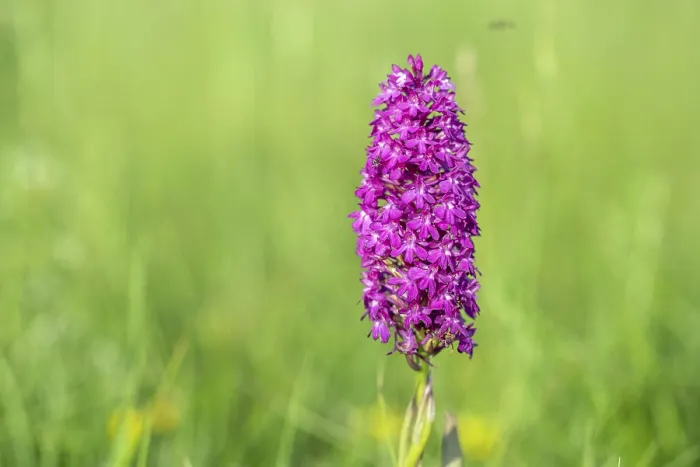 Framed Print : Pyramidal Orchid Print - Spring Meadow Scene