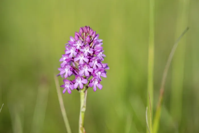 Framed Print : Pyramidal Orchid Print: Alsace, France Spring Scene Framed Print : Pyramidal Orchid Print: Alsace, France Spring Scene