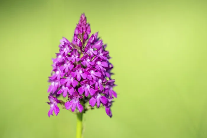 Framed Print : Pyramidal Orchid Print, Alsace Meadow in Spring Framed Print : Pyramidal Orchid Print, Alsace Meadow in Spring