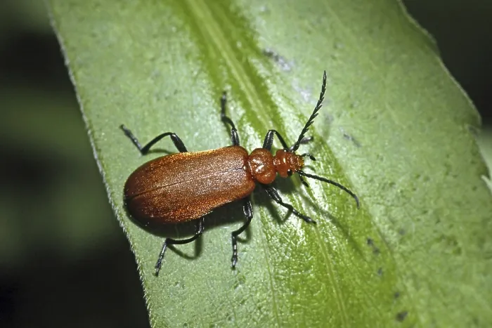 Framed Print : Pyrochroa Fire Beetle Print Framed Print : Pyrochroa Fire Beetle Print