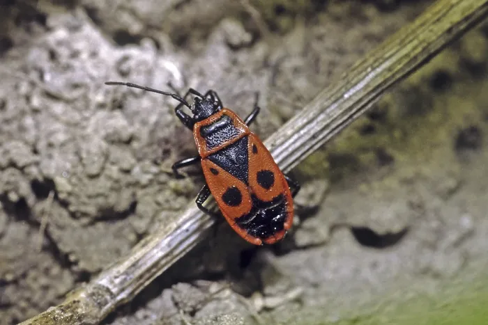 Framed Print : Fire Bug Print - Pyrrhocoris apterus Framed Print : Fire Bug Print - Pyrrhocoris apterus